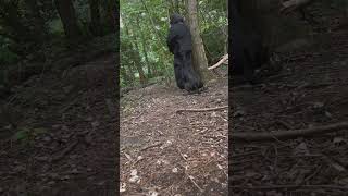 KNPV Black Malinois Finds Suspect Hiding In The Woods [upl. by Etezzil]