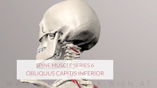 Spine Series Part 6 Neck Muscles Obliquus Capitis Inferior 3D Animation [upl. by Vivyan315]