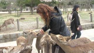 NARA JAPAN  BreAnn surrounded by a TON of deer [upl. by Seline378]