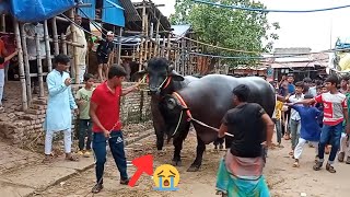 Big CowWorld Big Size Cow।Gabtoli Gorur Haat 2023Cow Cattle In BangladeshQuarbani Cow Price [upl. by Nomead]