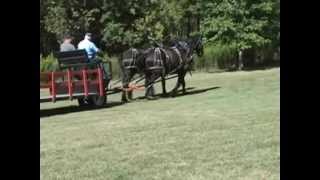 Percheron Draft Horses For Sale [upl. by Nehtanhoj]