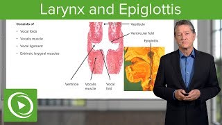 Larynx and Epiglottis – Respiratory Histology  Lecturio [upl. by Caril526]