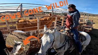 Roping Wilds Cows To Haul To Winter Pasture [upl. by Hnib]