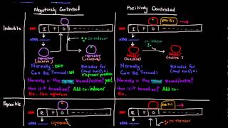 Prokaryotic Transcription Part 5 of 5  Control Mechanisms Summary [upl. by Yreme]