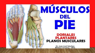 🥇 MÚSCULOS DEL PIE DORSALES Y PLANTARES Fácil Rápido y Sencillo [upl. by Kip]