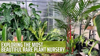 Rare Tropical Plant Nursery Tour  Aroid Greenhouses [upl. by Rollin]