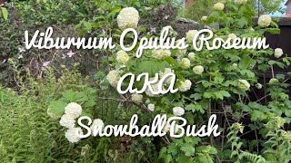 Viburnum Opulus Roseum  Review  Snowball Bush  Snowball Tree [upl. by Odraode]