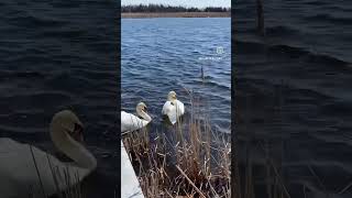 ❤️ swan love dance lake naturelovers brighton canadalife [upl. by Erving]