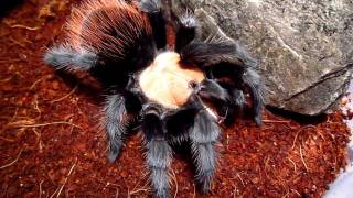 Brachypelma albiceps vs Cockroach [upl. by Hutt630]