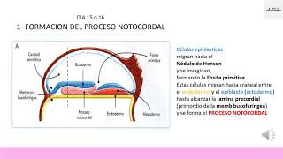 FORMACIÓN DE LA NOTOCORDA TERCER SEMANA EMBRIOLOGÍA [upl. by Matlick863]