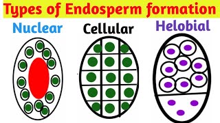 Types of Endosperm formation  Nuclear type Cellular type Helobial type  Pravin Bhosale [upl. by Shien]