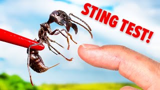 STUNG by a Bullet Ant Truth Revealed [upl. by Nilde897]