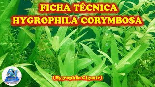 FICHA TÉCNICA HYGROPHILA CORYMBOSA Hygrophila Gigante [upl. by Borgeson]