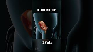 Fetal Development 0  40 Weeks of Pregnancy [upl. by Sakovich777]