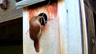 Wrens Building A Nest [upl. by Anitsua289]