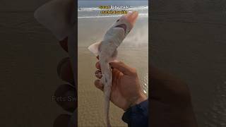 🦈Rescue Mission Stuck baby shark saved 🥺 [upl. by Flodur]