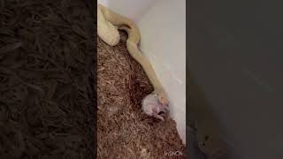 MASSIVE ALBINO WESTERN DIAMONDBACK EATS A RABBIT diamondback nature reptiles wildlife snake 🐍 [upl. by Barcus]