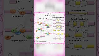 RNA Splicing  BioinfoShorts [upl. by Delisle]