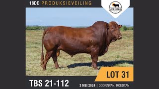 Lot 31 TBS 21 112  Vlakte Bonsmara 18de produksieveiling  3 Mei 2024 [upl. by Nettle]