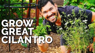 How to Grow CilantroAnd Stop It From BOLTING [upl. by Winola134]