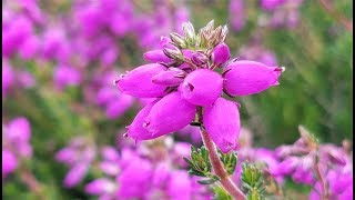 Best Flowering Shrubs  Erica cinerea Purple Beauty Bell Heath [upl. by Paolo]