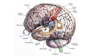 CARTA Human Origins Lessons from Autism Spectrum Disorders  VS Ramachandran [upl. by Parik]