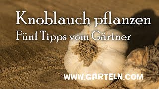 Knoblauch pflanzen  Fünf Tipps vom Gärtner [upl. by Regor164]