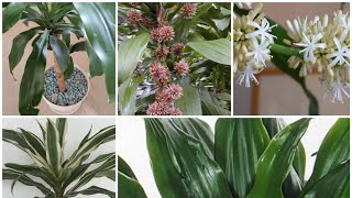 Dracaena Fragrans in door plantcorn plantDracaena compacta plant careMalayalam [upl. by Terese]