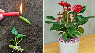 How to propagate anthurium quickly with flower branches  anthurium plant [upl. by Dayle]