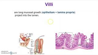 What is Plicae circulares villi and microvilli [upl. by Hanfurd]