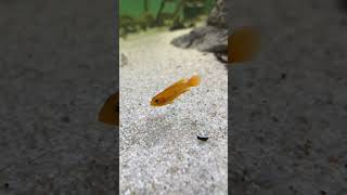 apistogramma agassizii fire red trending fish aquarium music fishtank acuariofilia fishing [upl. by Nnyleimaj79]