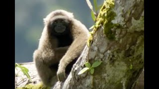 Discovering Gibbons  Expedition Borneo  BBC Earth [upl. by Fitts989]