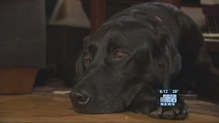 Dog nearly dies after flea treatment [upl. by Antonetta]