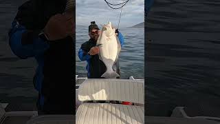 Halibut Fishing in shallow water fishingcalifornia fishing [upl. by Ahseik]