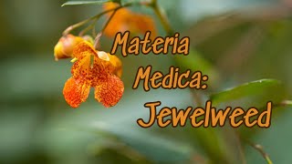 Materia Medica of Jewelweed [upl. by Sander]