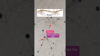 Spore Formation in Fungus  Reproduction in Plants Class 7 shorts [upl. by Nailliw]