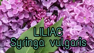 LILIAC  Syringa Vulgaris  Liliacul planta medicinala  lilac flower  Livada Bio e26 [upl. by Izaak]