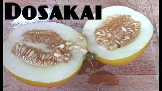 Dosakai Cucumis melo  Weird Fruit Explorer Ep 198 [upl. by Eidnahs609]