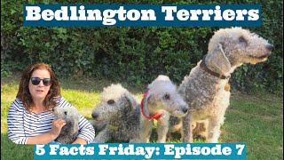 5 FACTS FRIDAY Bedlington Terriers Bedlington Fur Bedlington History [upl. by Lianne273]