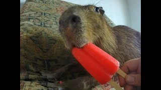 Capybara eating an Ice Pop [upl. by Melosa]