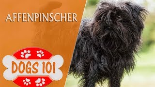 Dogs 101  Affenpinscher  Top Dog Facts About the Affenpinscher [upl. by Malik812]