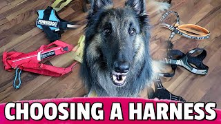 How to Choose the BEST Harness for Your Dog [upl. by Goeger996]