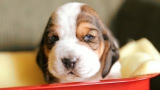 Basset Hound Puppies In A Tiny Wagon [upl. by Deane597]