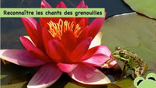 Reconnaître les chants des grenouilles [upl. by Dent]