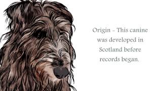 Scottish Deerhound Video [upl. by Sabba]