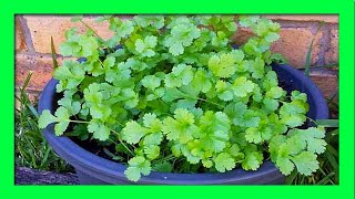 How to grow coriander in Styrofoam Box with water  Growing coriander from seed [upl. by Nnylharas]