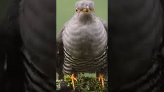 Gray bird shortvideo cute happy animals bird shorts [upl. by Siseneg]