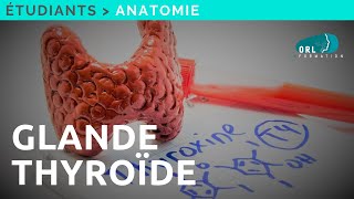 Formation Chirurgie ORL  Anatomie de la glande thyroïde [upl. by Rolyat]