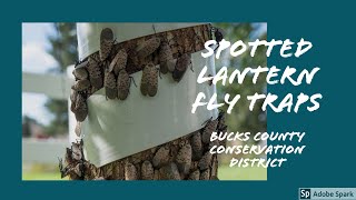 Spotted Lanternfly Tree Banding amp DIY Circle Trap [upl. by Acireed]