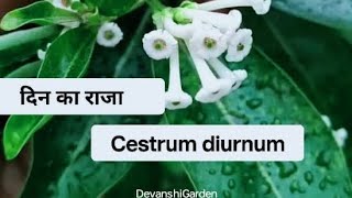 दिन‌ का राजा दिन में खुश्बू देने वाला जैसमिन cestrumdiurnum plant caretipsDay blooming jasmineyt [upl. by Crow]